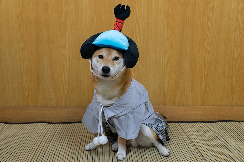 Shiba Inu’s Amo-san sitting with Hakama outfit and Chonmage headset for dogs