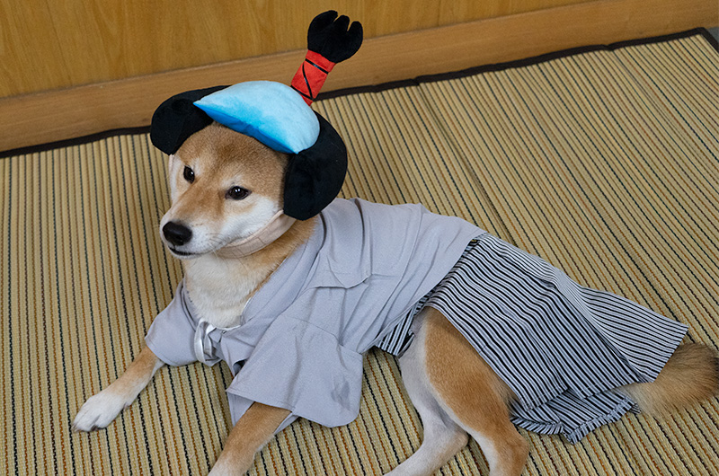 Shiba Inu’s Amo-san relaxing with Hakama outfit and Chonmage headset for dogs