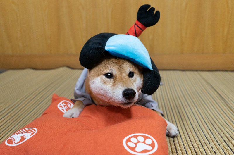 Shiba Inu’s Amo-san sleeping with Hakama outfit and Chonmage headset on cushion