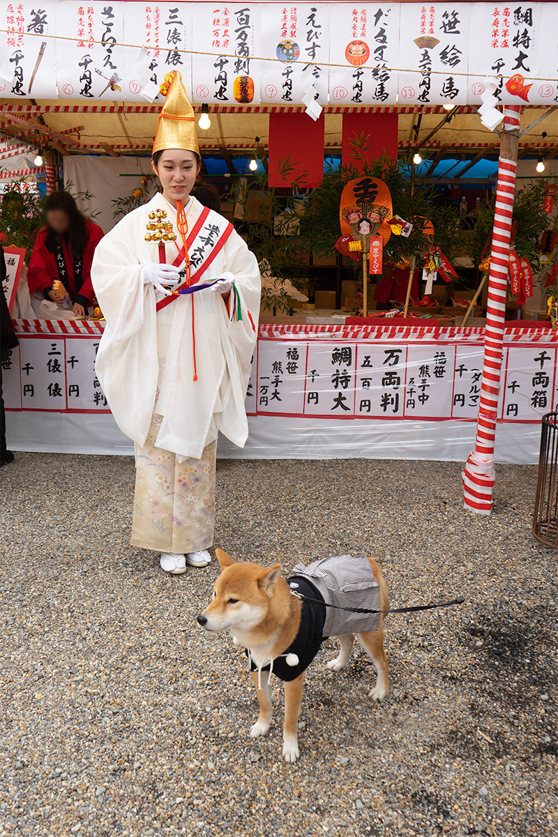 Shiba Inu’s Amo-san with shrine maiden in festival of God Ebisu Toyonaka at Hattori Shrine