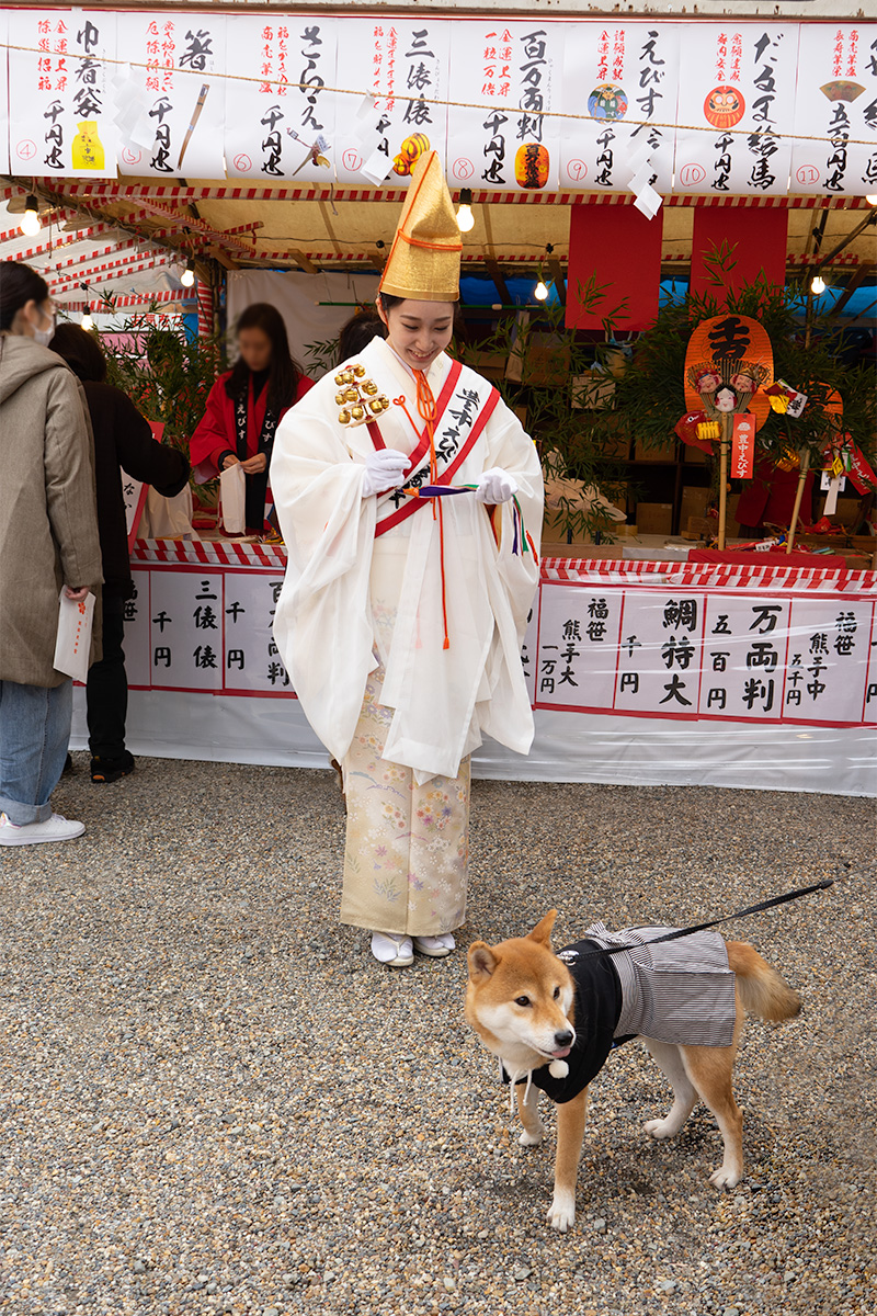 Shiba Inu’s Amo-san with shrine maiden in festival of God Ebisu Toyonaka at Hattori Shrine