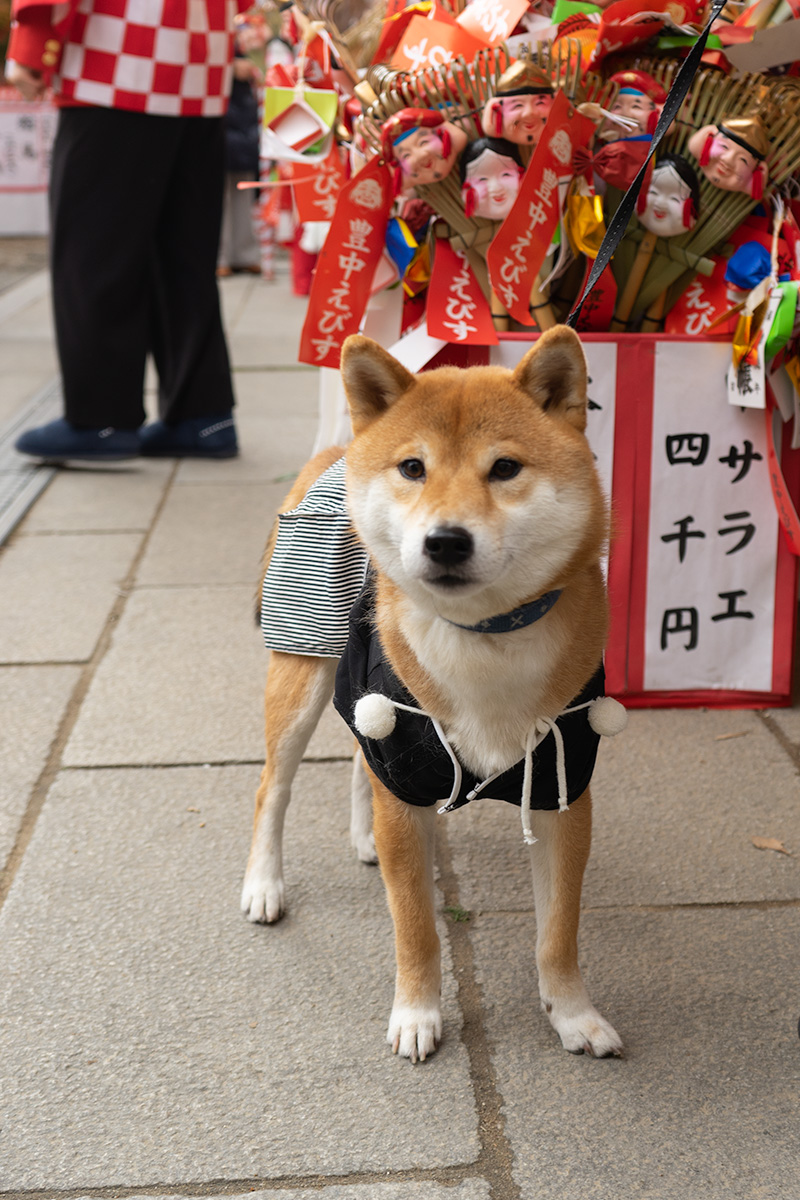 Shiba Inu’s Amo-san in festival of God Ebisu Toyonaka at Hattori Shrine