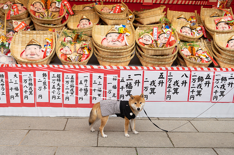 Shiba Inu’s Amo-san with lots of lucky charms in festival of God Ebisu Toyonaka at Hattori Shrine