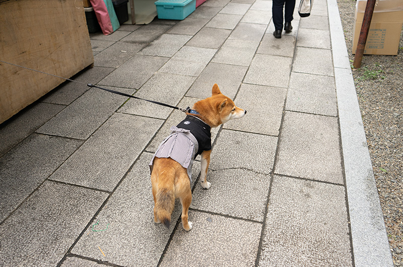 Shiba Inu’s Amo-san heading over to Hattori Shrine