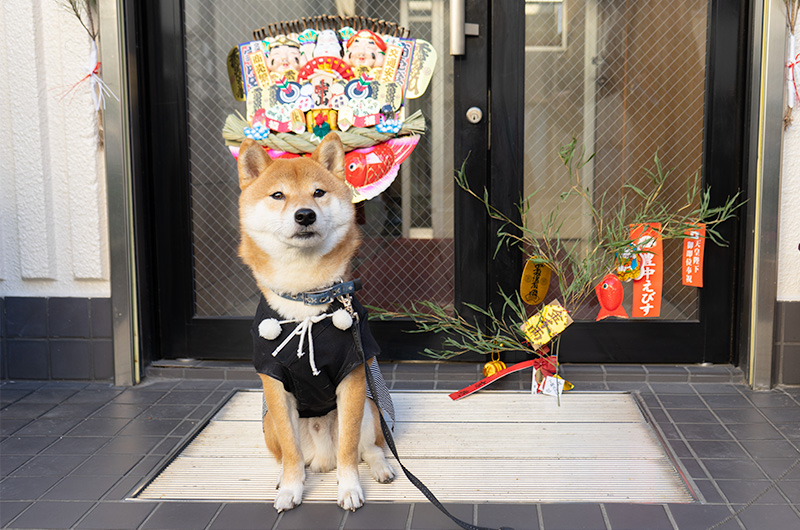 Shiba Inu’s Amo-san with lucky charms, rake and bamboo