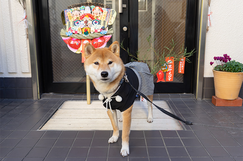 Shiba Inu’s Amo-san with lucky charms, rake and bamboo