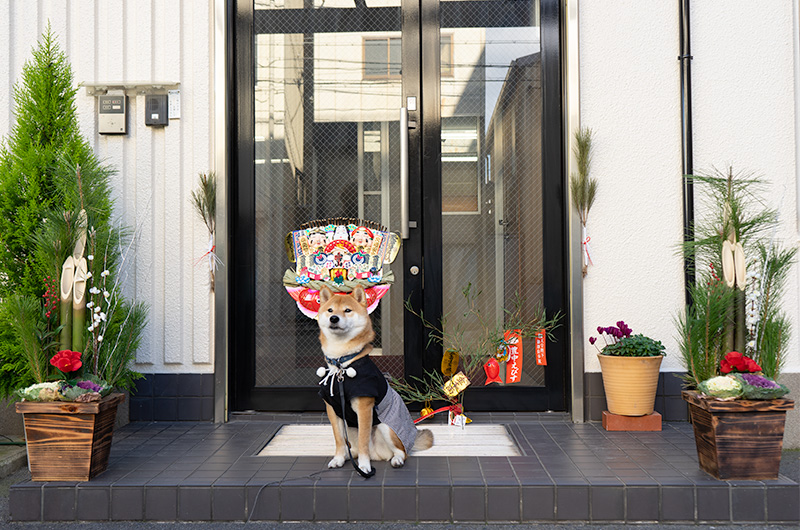 Shiba Inu’s Amo-san, lucky bamboo, lucky rake and Kadomatsu