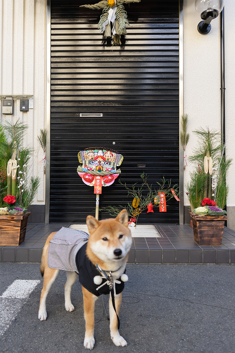 Shiba Inu’s Amo-san, lucky bamboo, lucky rake, Kadomatu and Shimenawa