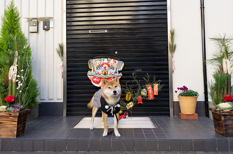 Shiba Inu’s Amo-san, lucky bamboo, lucky rake and Kadomatsu