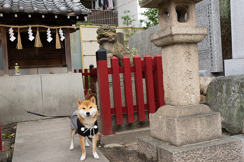 Shiba Inu’s Amo-san in festival of God Ebisu Toyonaka at Hattori Shrine