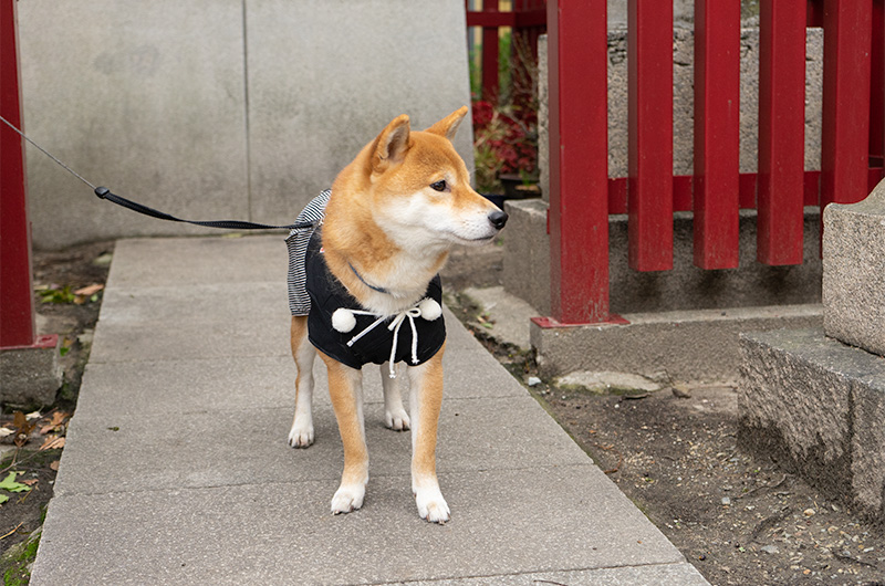 Shiba Inu’s Amo-san in festival of God Ebisu Toyonaka at Hattori Shrine