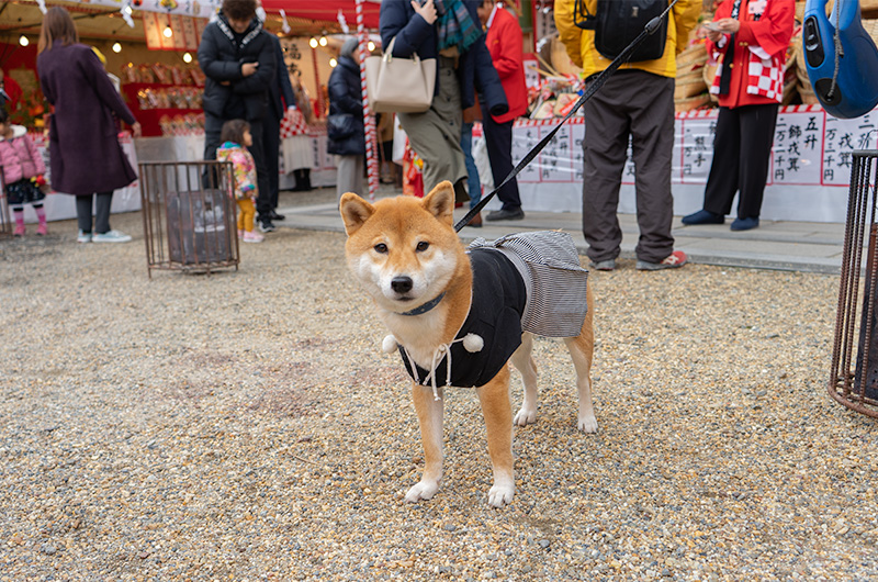 Shiba Inu’s Amo-san having Hakama outfit in festival of God Ebisu Toyonaka at Hattori Shrine in second year of Reiwa (2020)