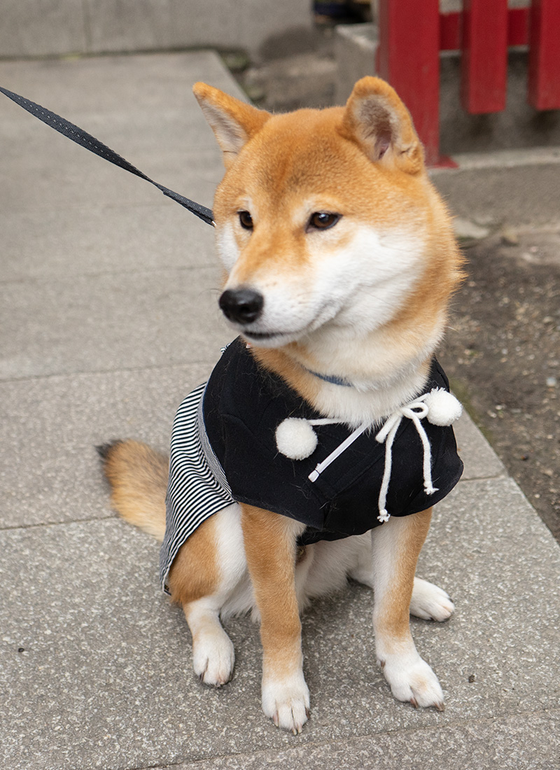 Shiba Inu’s Amo-san in festival of God Ebisu Toyonaka at Hattori Shrine