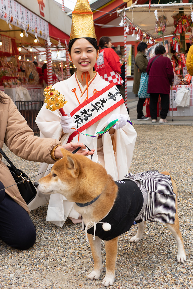 Shiba Inu’s Amo-san with shrine maiden in festival of God Ebisu Toyonaka at Hattori Shrine