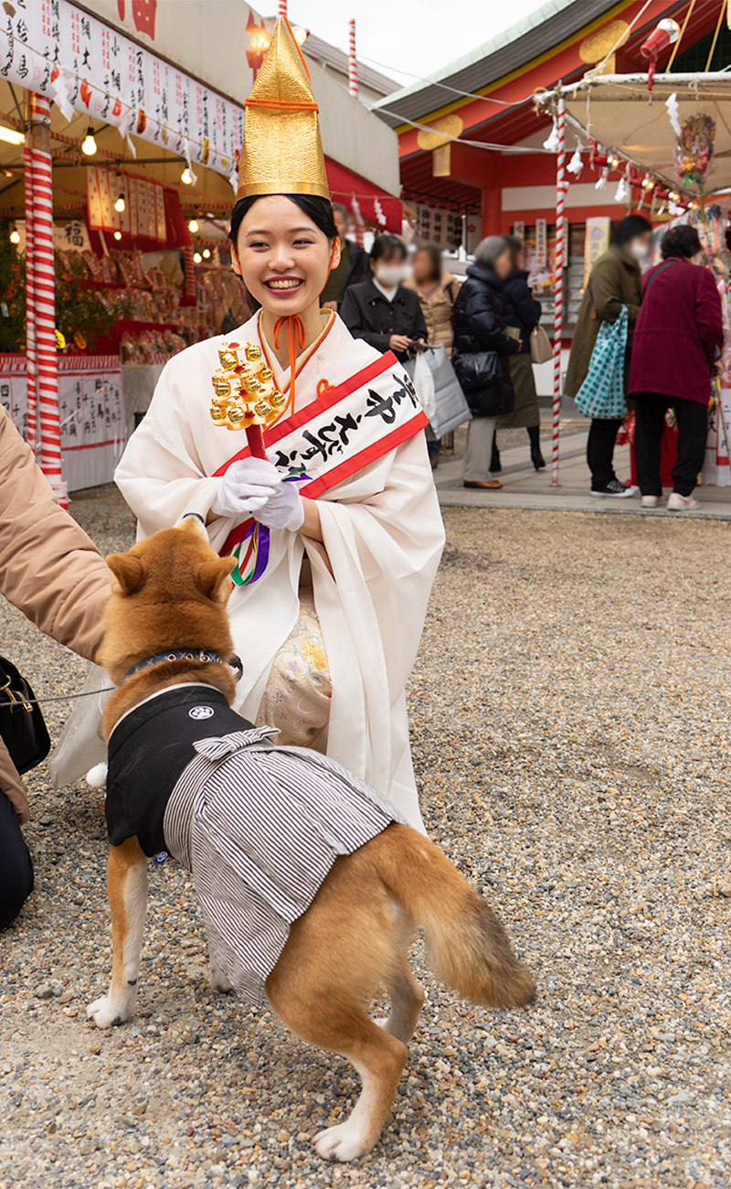 Shiba Inu’s Amo-san with shrine maiden in festival of God Ebisu Toyonaka at Hattori Shrine