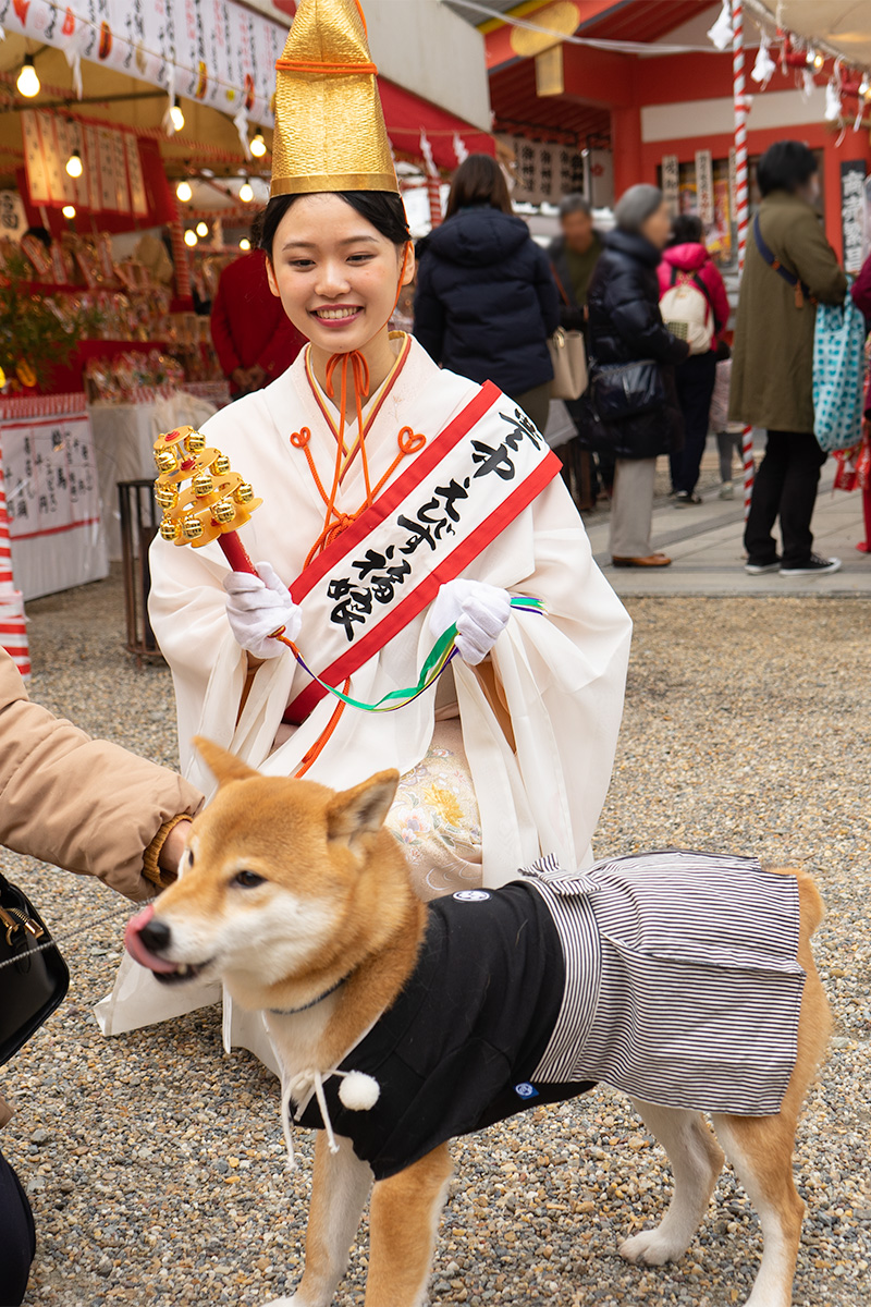 Shiba Inu’s Amo-san with shrine maiden in festival of God Ebisu Toyonaka at Hattori Shrine