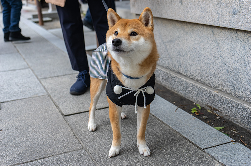 Shiba Inu’s Amo-san in festival of God Ebisu Toyonaka at Hattori Shrine