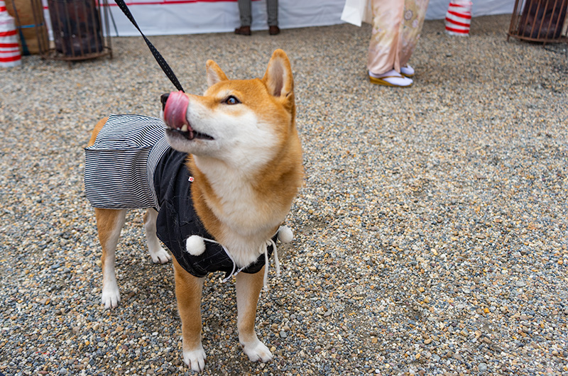 Shiba Inu’s Amo-san in festival of God Ebisu Toyonaka at Hattori Shrine