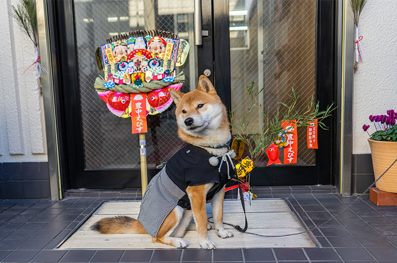 Shiba Inu’s Amo-san with Lucky charm, rake, in festival of God Ebisu Toyonaka