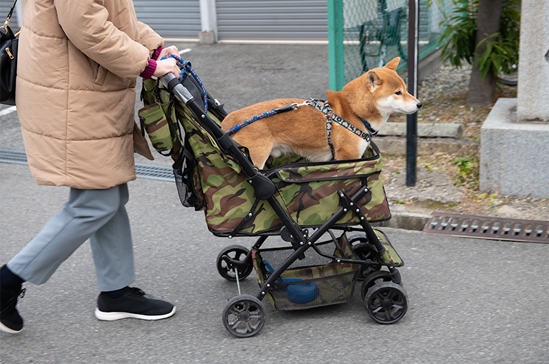 Shiba Inu’s Amo-san heading to Setsubun festival at Hattori Shrine