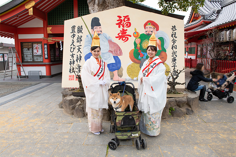 Shiba Inu’s Amo-san, representative of Shrine Maiden and Festival friendship ambassador at Setsubun festival of Hattori Shrine in second year of Reiwa