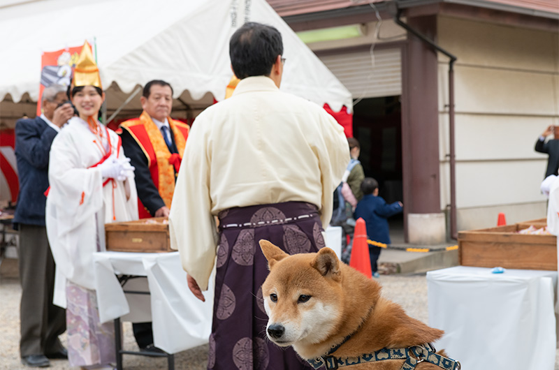 Shiba Inu’s Amo-san with serious look at Setsubun festival of Hattori Shrine