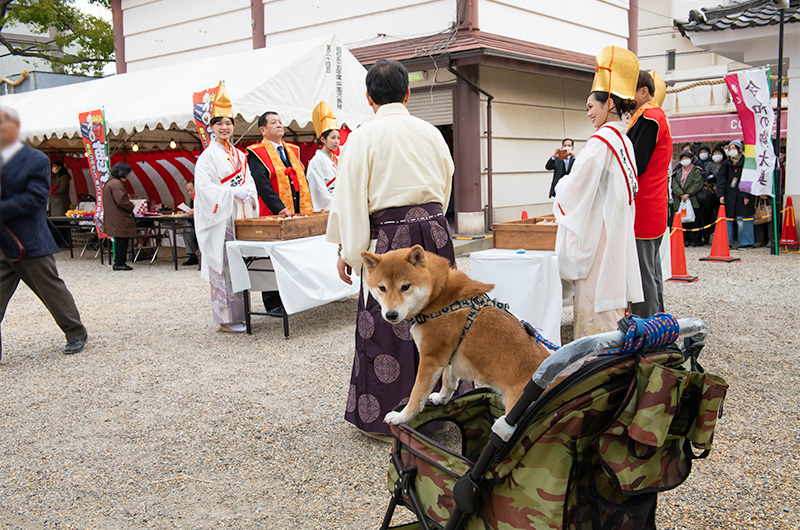 Shiba Inu’s Amo-san exciting at Setsubun festival of Hattori Shrine