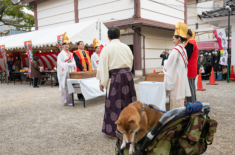 Shiba Inu’s Amo-san escaping from at Setsubun festival of Hattori Shrine