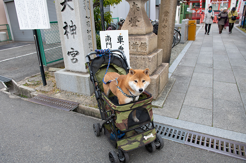 Shiba Inu’s Amo-san arriving at west exit of Hattori-tenjin station