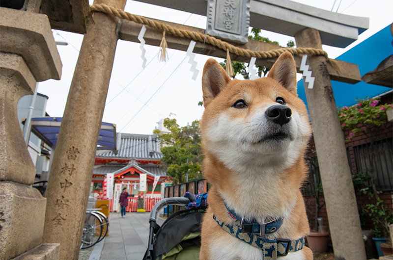 Shiba Inu’s Amo-san in Setsubun festival of Hattori Shrine in second year of Reiwa