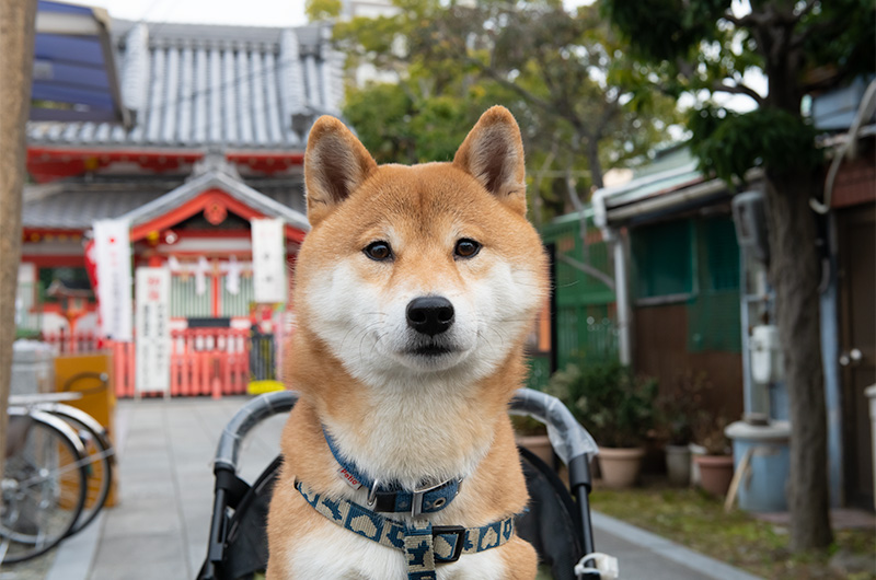 Shiba Inu’s Amo-san in Setsubun festival of Hattori Shrine in second year of Reiwa