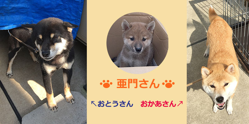 Shiba Inu's Aomo-san and Parents