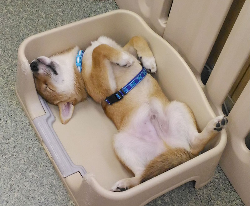 Shiba Inu's Amo-san sleeping in tray container