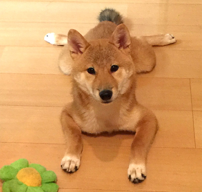 Shiba Inu's Amo-san trying a splits