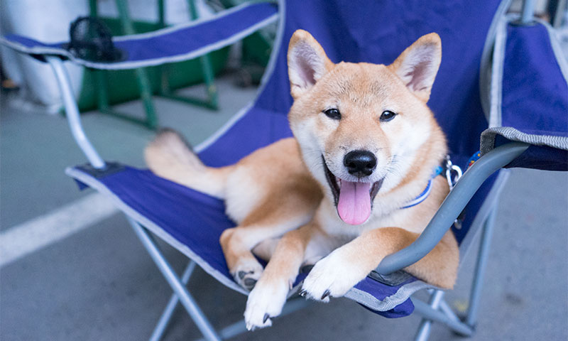 Shiba Inu's Amo-san relaxing on camp chair
