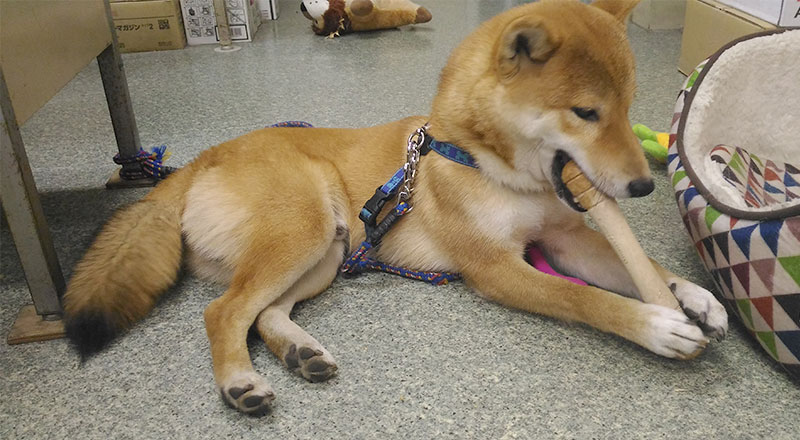 Shiba Inu's Amo-san biting a wooden stick