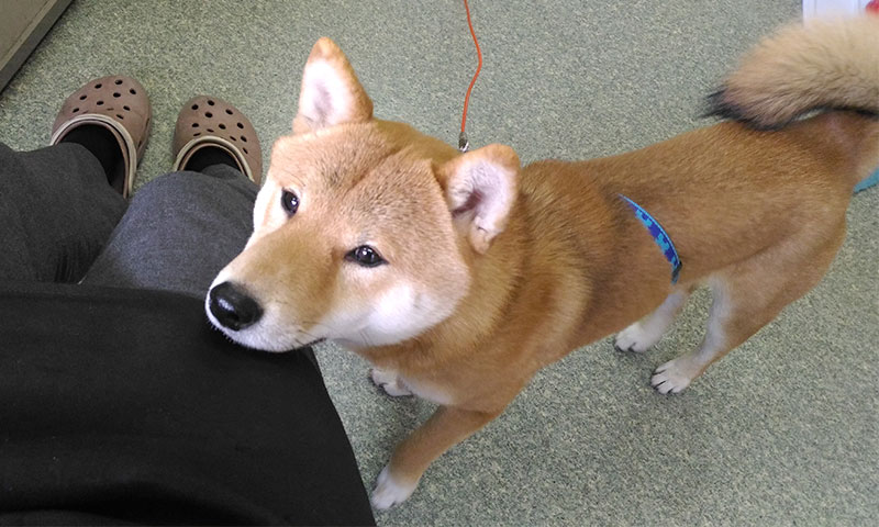 Shiba Inu's Amo-san asking for something