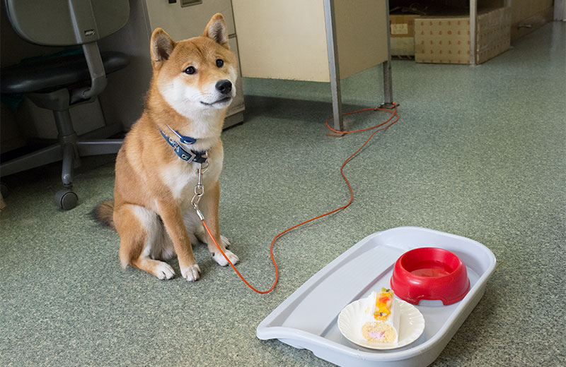 Shiba Inu's Amo-san making eye contact