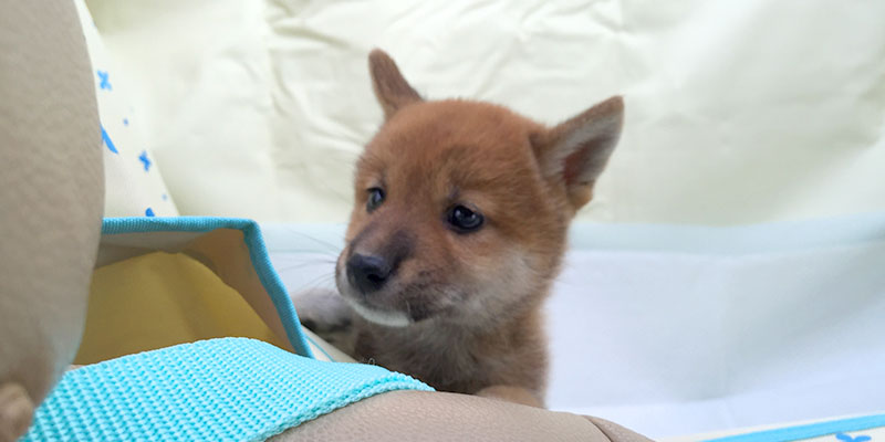 Shiba Inu's Aomo-san being forty seven days old.