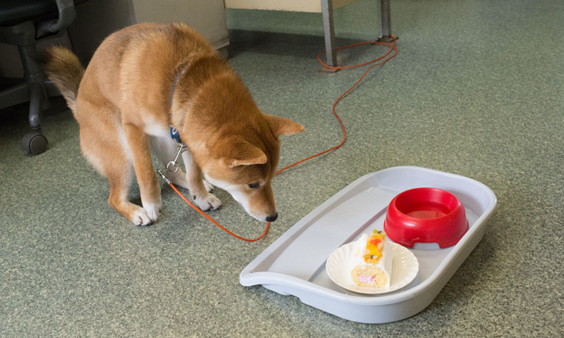 Shiba Inu's Amo-san smelling cake