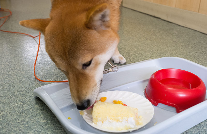 Shiba Inu's Amo-san having cake