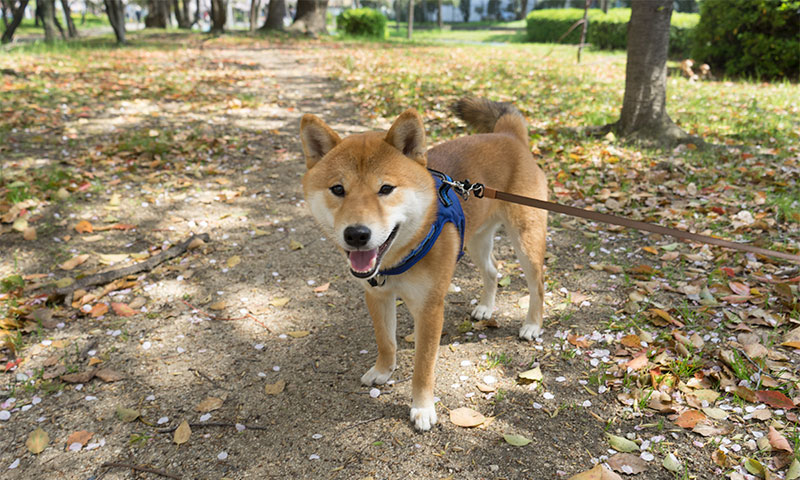 Shiba Inu's Amo-san having a walk on his 1st birthday