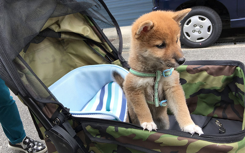 Shiba Inu's Amo-san riding on Buggy