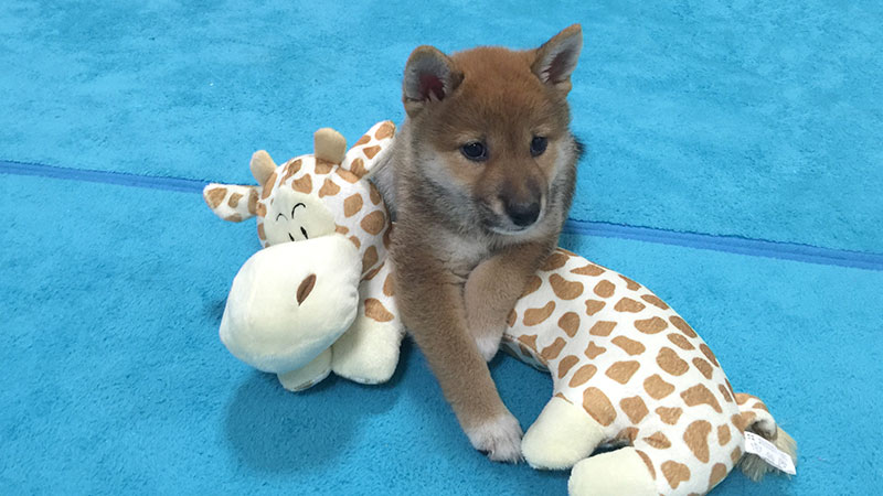 Shiba Inu's Amo-san with his buddy, Giraffe