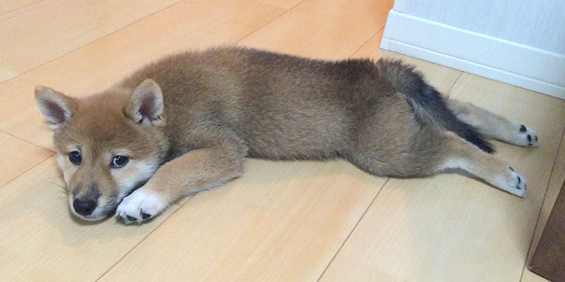 Shiba Inu's Amo-san sleeping while stretching his leg