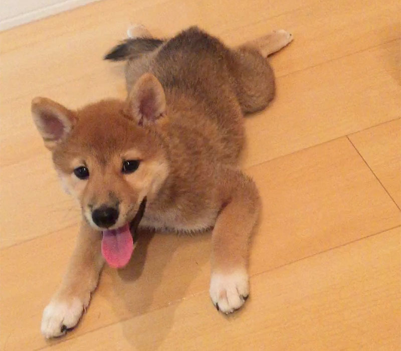 Advancing Shiba Inu's Amo-san