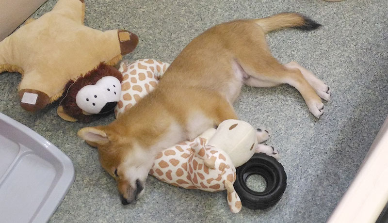 Shiba Inu's Amo-san with his buddies, Giraffe and Lion