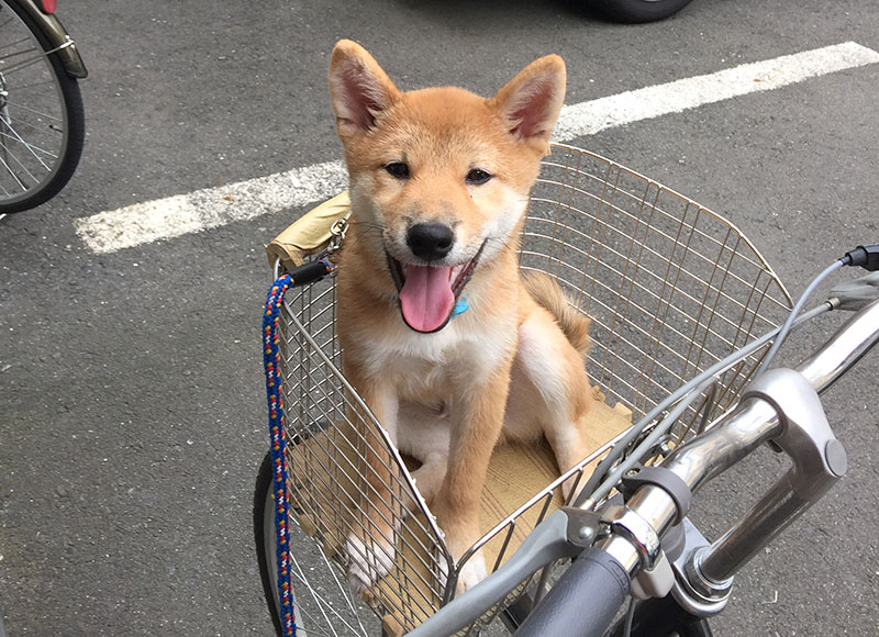 Shiba Inu's Amo-san riding on front basket of bicycle