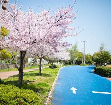 Ohno River Promenade (Ryokuin Road) With Cherry Trees