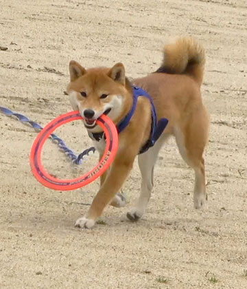 Amo-san, It’s Frisbee Time!